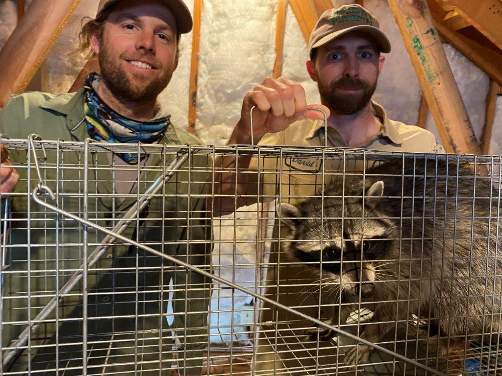 Macon raccoon trapping